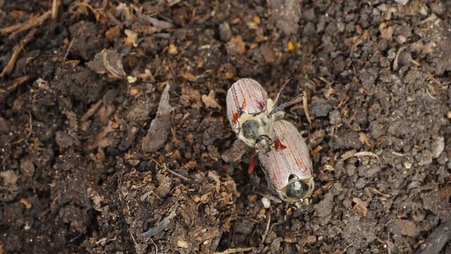 Maybugs mate during the spring season. Cockchafer, Maybug or Doodlebug (Melolontha melolontha) a large hairy brown beetle, a pest on the soil surface.