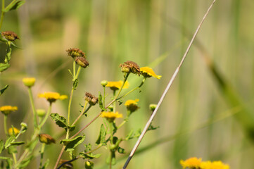 Closeup of dried common fleabane with selective focus on foreground