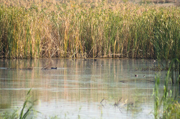 Closeup of lake with common reed reflecting on ripple water