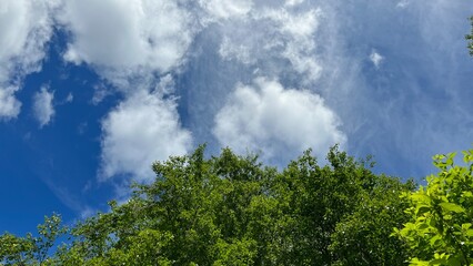 Summersky with trees.