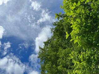 Summer sky with trees.
