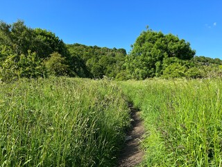 Fototapeta na wymiar Trail through long grass, leading to the woods near, Baildon, Shipley, UK