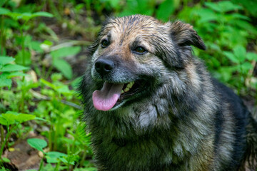Caucasian Shepherd Dog after Bathing on the Background of Grass