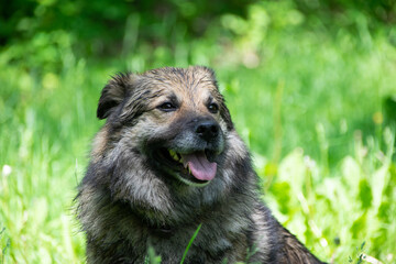 Caucasian Shepherd Dog after Bathing on the Background of Grass