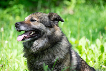 Caucasian Shepherd Dog after Bathing on the Background of Grass Looks Sideways