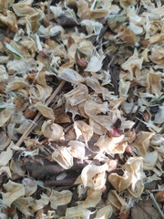 background of dry acacia flowers, calm and natural