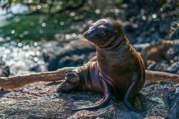 A Galapagos sea lion