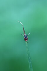 macro of a tick sitting and waiting in the grass