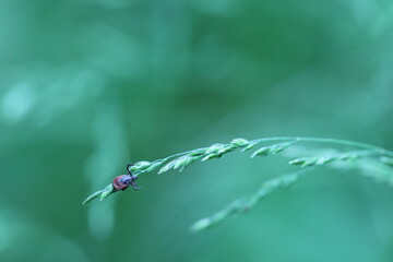 macro of a tick sitting and waiting in the grass