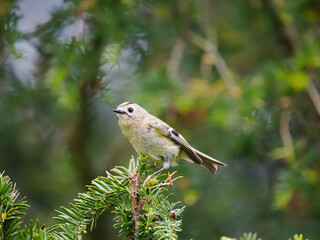 Goldcrest, Regulus regulus