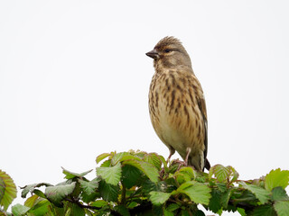 Linnet, Linaria cannabina,