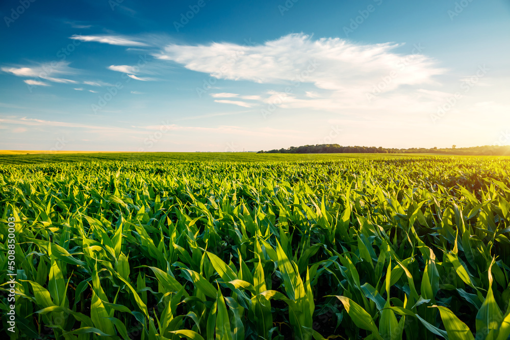 Canvas Prints Field of young corn on a sunny day with perfect sky. Ukrainian agrarian region, Europe.