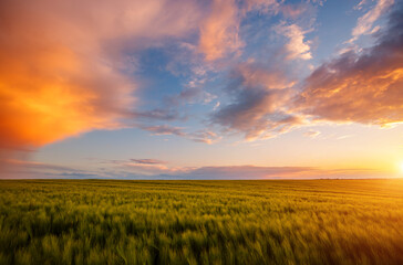 Fototapeta na wymiar Spectacular sunset in a field of ripe wheat.