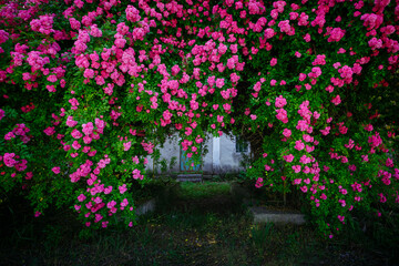 Fantastic pattern of Climbing roses on the wall of the house in full bloom.