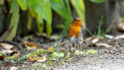 red robin on the ground