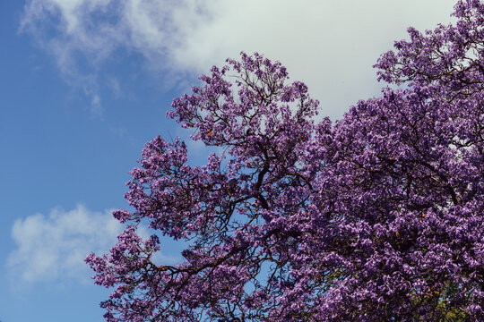 Avenue of vibrant purple jacaranda flowers on trees in Lisbon, Portugal