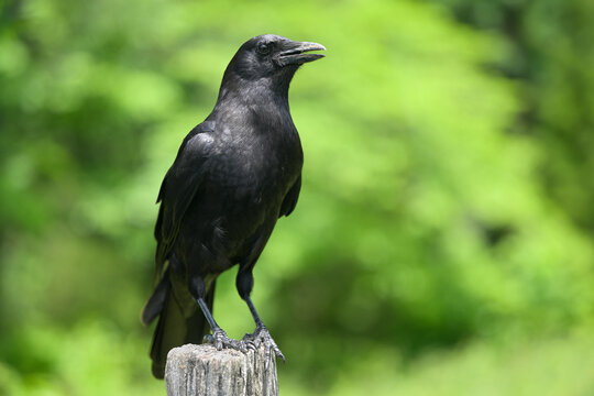 Closeup of a American Crow (Corvus brachyrhynchos) in Cades Cove of Great Smoky Mountains, TN, USA in early springtime.
