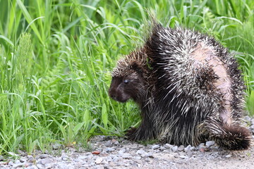 Country scene of a porcupine on the side of the road with quills exposed for protection