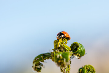 Natural pest control: Detail of a ladybug eating an aphid on a tree leaf  © Miguel Ángel RM