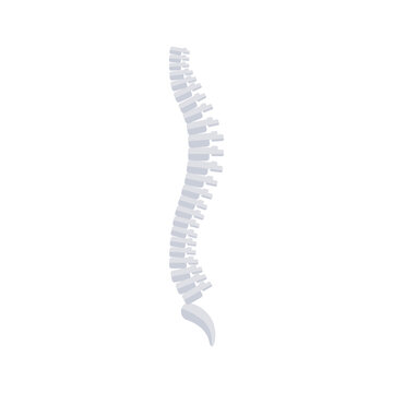 Spine flat icon isolated on white background. Vector illustration. Backbone symbol, chiropractic clinic sign, back vertebrae, spinal cord. Human anatomy logo