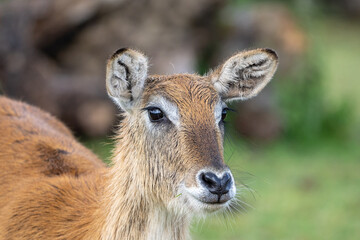 close up of a deer