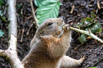 prairi dog eating a stick