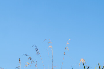 Toe toe or pampas flower in oblong against blue sky.