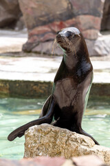 island sea lion
