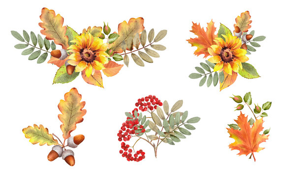 Watercolor fall illustration. Autumn leaves, sunflower, maple leaf, rowan berries, oak, acorn  arragement. Thanksgiving clipart