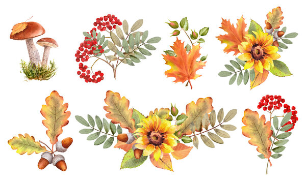 Watercolor fall illustration. Autumn leaves, sunflower bouquet, maple leaf, rowan berries, oak leaf, acorn, mushrooms arragement. Thanksgiving clipart
