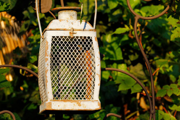 solar garden lamp in front of green wall - Powered by Adobe