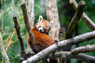 red panda in tree