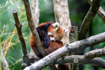 red panda on tree