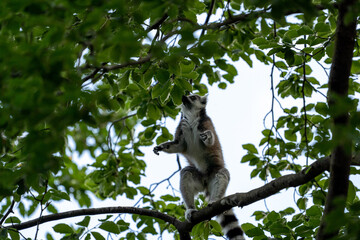 Monkey in a tree
