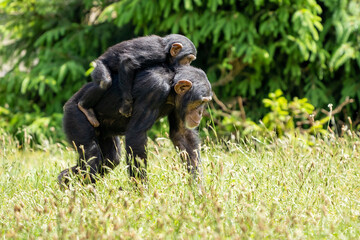 chimpanzee mother and daughter
