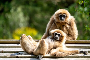 Funny monkeys on the roof chilling, resty monkeys