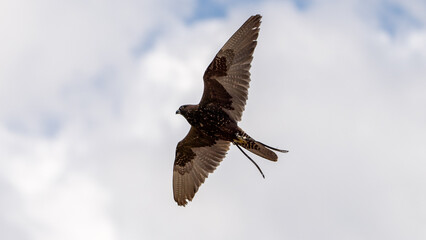 red tailed hawk