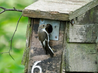 Pied flycatcher, Ficedula hypoleuca