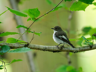 Pied flycatcher, Ficedula hypoleuca
