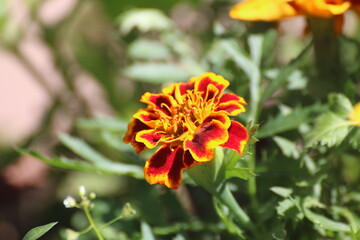 orange flower