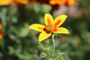 yellow flowers in the garden