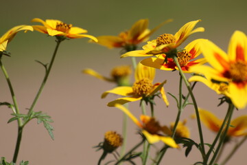 flowers in the garden