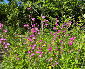 Wild pink flowers, next to a winding footpath, on the outskirts of, Hirst Wood, Shipley, UK