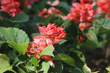 red hibiscus flower