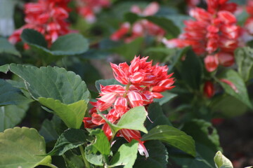 red hibiscus flower