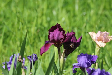 iris flowers in the garden