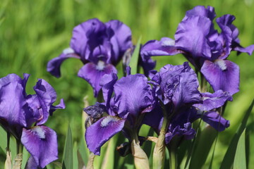 iris flowers in the garden
