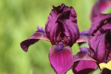 purple iris flower