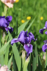 blue iris flower