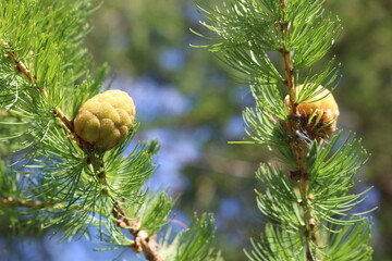 cones on a branch